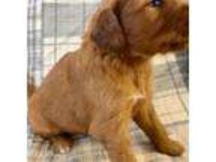 Golden Retriever Puppy for sale in Donaldson, AR, USA