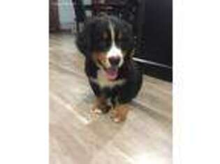 Bernese Mountain Dog Puppy for sale in Beach City, OH, USA