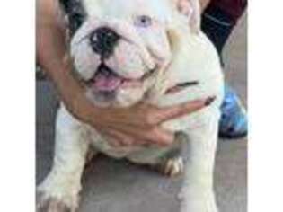 Bulldog Puppy for sale in Mission, TX, USA