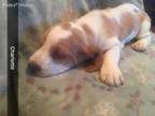Basset Hound Puppy for sale in Erlanger, KY, USA