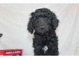 Labradoodle Puppy for sale in Cambridge, MN, USA