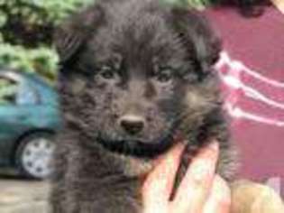 German Shepherd Dog Puppy for sale in NEW PHILADELPHIA, OH, USA
