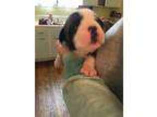 Bulldog Puppy for sale in Mount Vernon, OH, USA
