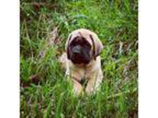 Mastiff Puppy for sale in London, OH, USA