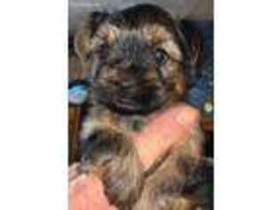 Yorkshire Terrier Puppy for sale in Starks, LA, USA