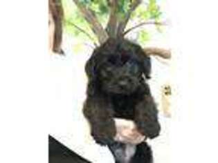 Labradoodle Puppy for sale in Gurnee, IL, USA