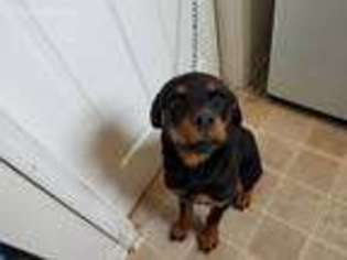Rottweiler Puppy for sale in Fort Leonard Wood, MO, USA
