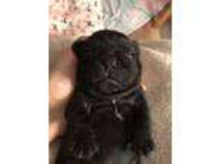 French Bulldog Puppy for sale in Burton, OH, USA