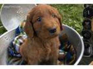 Goldendoodle Puppy for sale in Greensburg, PA, USA
