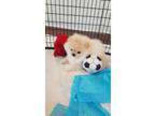 Pomeranian Puppy for sale in Calhoun, GA, USA