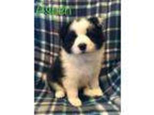 Border Collie Puppy for sale in Murfreesboro, TN, USA