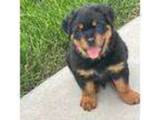 Rottweiler Puppy for sale in Middletown, DE, USA