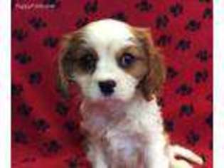 Cavalier King Charles Spaniel Puppy for sale in Findlay, OH, USA