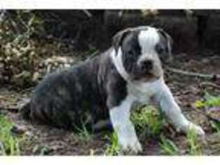 American Bulldog Puppy for sale in Luling, TX, USA