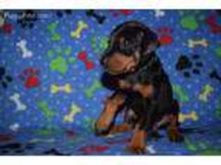 Doberman Pinscher Puppy for sale in Marshfield, MA, USA