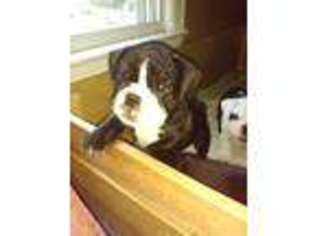 Olde English Bulldogge Puppy for sale in Zanesville, OH, USA