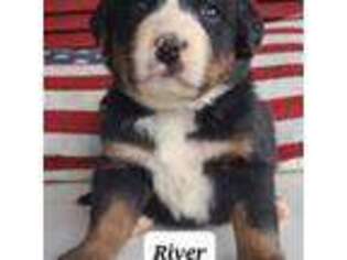 Bernese Mountain Dog Puppy for sale in Woodleaf, NC, USA