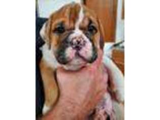 Bulldog Puppy for sale in Whiteland, IN, USA