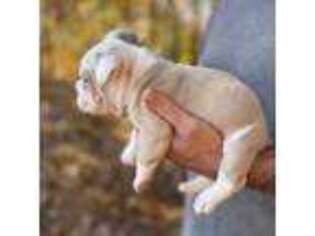 Olde English Bulldogge Puppy for sale in Pinnacle, NC, USA