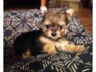 Yorkshire Terrier Puppy for sale in Poplarville, MS, USA