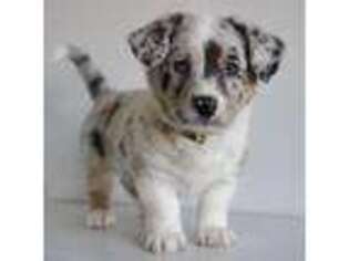 Cardigan Welsh Corgi Puppy for sale in Carson City, MI, USA