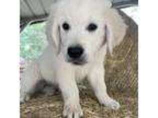 Mutt Puppy for sale in Apex, NC, USA