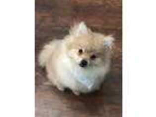 Pomeranian Puppy for sale in Gillette, WY, USA
