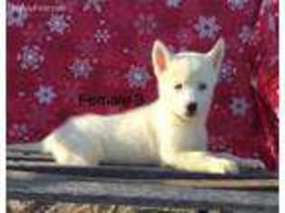 Siberian Husky Puppy for sale in Culbertson, NE, USA