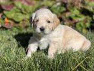 Goldendoodle Puppy for sale in American Fork, UT, USA
