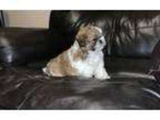 Mutt Puppy for sale in Yucca Valley, CA, USA