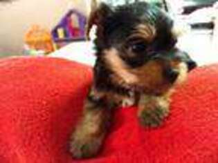 Yorkshire Terrier Puppy for sale in Thomasville, GA, USA