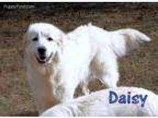 Great Pyrenees Puppy for sale in Troy, MO, USA