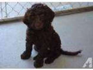 Labradoodle Puppy for sale in MANTON, CA, USA