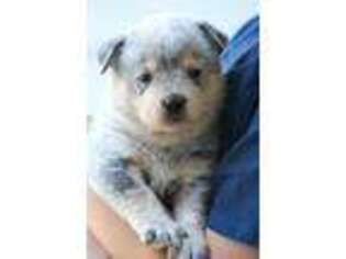 Australian Cattle Dog Puppy for sale in Johnstown, NY, USA