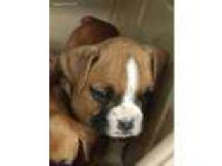 Boxer Puppy for sale in Riverside, RI, USA