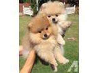 Pomeranian Puppy for sale in MILL VALLEY, CA, USA
