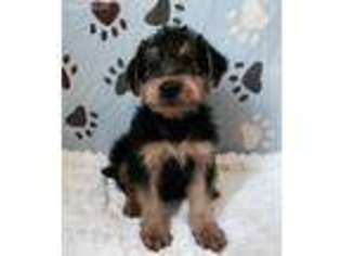 Airedale Terrier Puppy for sale in Peru, IL, USA