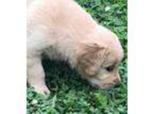 Golden Retriever Puppy for sale in Kansas City, KS, USA
