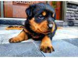 Rottweiler Puppy for sale in Shippensburg, PA, USA