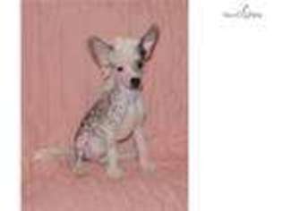 Chinese Crested Puppy for sale in Hinesville, GA, USA
