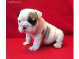 Bulldog Puppy for sale in Cantonment, FL, USA