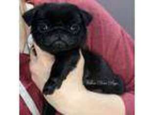 Pug Puppy for sale in Coram, NY, USA