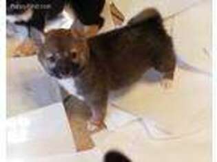 Shiba Inu Puppy for sale in Tucson, AZ, USA