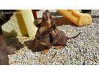 Dachshund Puppy for sale in Westphalia, KS, USA