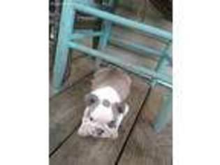 Bulldog Puppy for sale in Covington, LA, USA