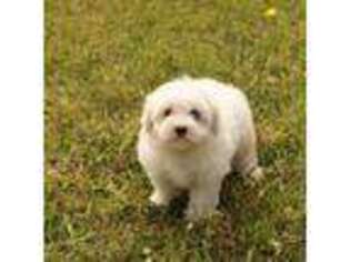 Coton de Tulear Puppy for sale in Rock Hill, SC, USA