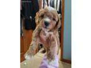 Goldendoodle Puppy for sale in Atco, NJ, USA