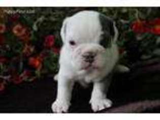 Bulldog Puppy for sale in Chelsea, OK, USA