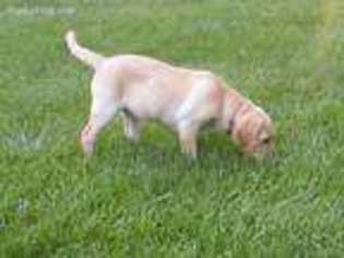 Labrador Retriever Puppy for sale in Charleston, IL, USA
