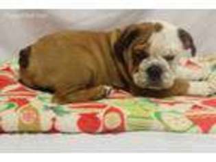 Bulldog Puppy for sale in Campbell, TX, USA